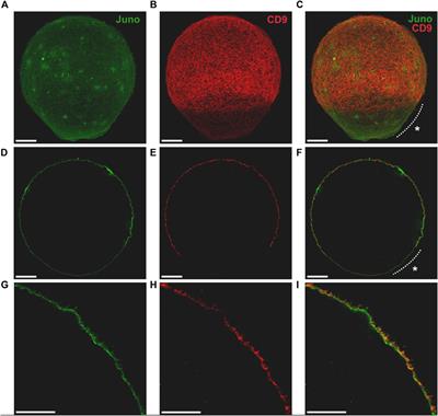 Juno and CD9 protein network organization in oolemma - Frontiers